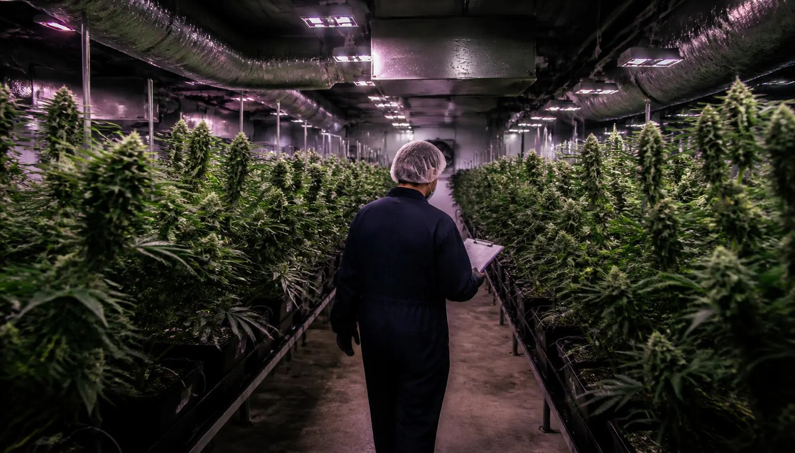 Licensed New Jersey cannabis cultivation facility with rows of plants under commercial grow lighting